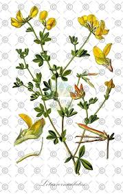 Image result for Lotus corniculatus