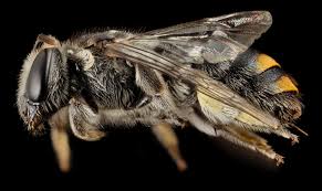 Image result for Lipotriche