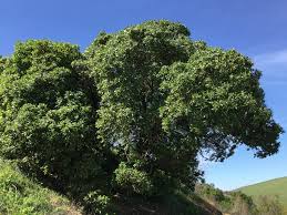 Image result for Myoporum laetum