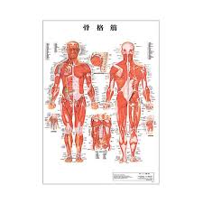 Skeletal Muscle Size Office Desk A Plastic Plate Poster Human Chart Medical Chart Human Poster Human Anatomy Figure Human Figure Manipulative