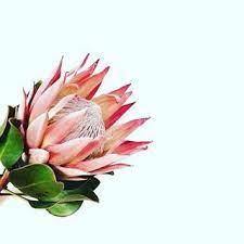 The Protea Strong Regal One Of My All Time Favorites The Geometric Shapes Colours And Of Course It Reminds Me Of Protea Flower Plants Beautiful Flowers
