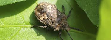 Bioadvanced Fungus Control For Lawns Pets How To Get Rid Of A Stinkbug With Stink Bug Traps Stink Bug Trap Stink Bugs Outside Plants