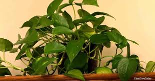 Take the pothos cuttings and remove the first leaf above the cut ends. 7 Tips To Make Pothos Grow Faster