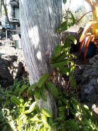 My 30 ft Kratom tree next to the Lychee tree