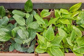 Image result for Ficus conraui