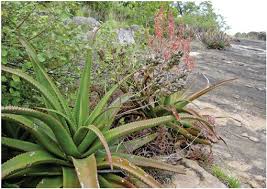 Image result for Aloe wollastonii