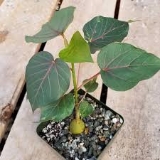 Image result for Ficus fischeri