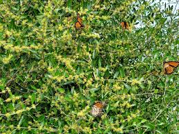 Image result for Priva curtisiae