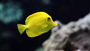 Finding nemo the 2003 pixar cgi animated film finding nemo was so popular when it first released, that even today most people look at the the regal blue tang comes from the family of surgeon fish and can be identified by its royal blue body, yellow tail, and black 'palette' design. Yellow Tang Fish Breed Profile