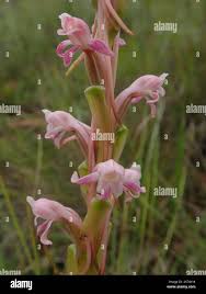 Image result for Satyrium longicauda