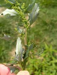 Image result for Oxybasis glauca