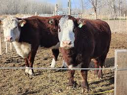 Vaca tora - Wikipedia, la enciclopedia libre
