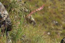 Image result for Gladiolus crassifolius