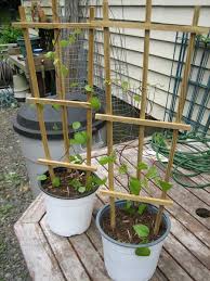 Reddit gives you the best of the internet in one place. Heather S Garden Patio Garden Check