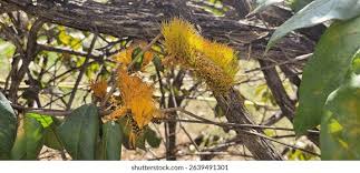 Image result for Combretum psidioides