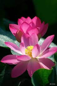 Pin On Beautiful Flowers