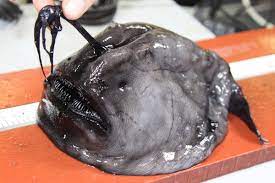 I caught a football fish! Ices Auf Twitter What Is That Ices Asc International Pelagic Surveys Group Wgips Coordinate Acoustic Surveys Members Have Compiled A Photo Guide So Crew Scientists Fishery Observers Can Identify The Less Common Fish Species