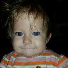 Where to find a solid black horned bull for sale near Wisconsin?