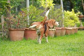 Two watering options include changing your this entry was posted in best puppy training, dog repellent and tagged dog repellent, how to potty train a puppy video, i must garden, i must. How To Stop Your Neighbor S Dog From Pooping Peeing In Your Yard
