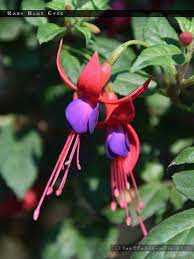 Baby Blue Eyes Fuchsiafinder Fuchsia Flower Baby Blue Blue Eyes