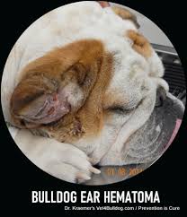 Image result for abscess dog's ear flap
