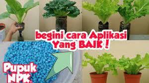 Dibungkus dengan jaring plastik jawaban : Hasil Tanaman Sayuran Daun Sebaiknya Dikemas Dengan Cara Masnurul