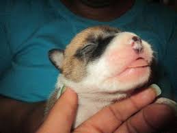 Find puppies and breeders in your area and helpful information. Pit Bull Puppies For Sale Gator Breed For Sale In Pittsburgh Pennsylvania Classified Americanlisted Com