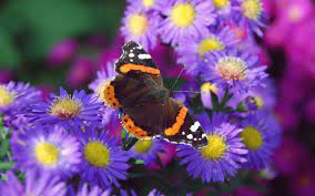 More than 500 free hd wallpapers for your phone, desktop, website or more! Butterfly High Quality Wallpapers
