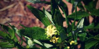 Image result for Fadogia variifolia