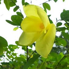 Image result for Bauhinia tomentosa