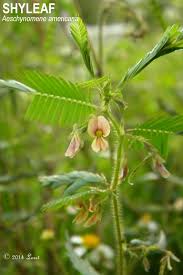 Image result for Aeschynomene americana