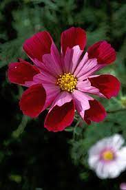 Cosmos Sea Shells Cosmos Flowers Beautiful Flowers Amazing Flowers
