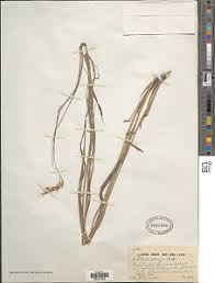Image result for Andropogon chinensis