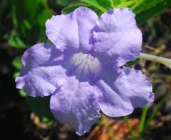 Image result for Ruellia praetermissa