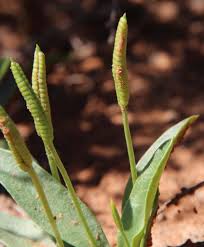 Image result for Ophioglossum polyphyllum