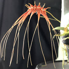 Image result for Bulbophyllum comatum