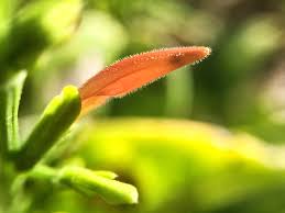 Image result for Dicliptera minor