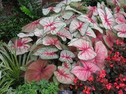 Maybe you would like to learn more about one of these? Poisonous Plants Guide To Prevention An Treatment Texas Poison Center Network
