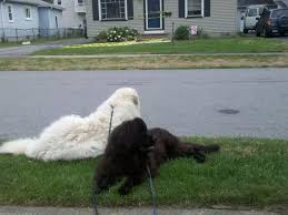Black And White Great Pyrenees Black And White Willie The 6 Year Old Great Pyrenees And Keira The 6 Month Old Newfoundland Livestock Guardian Dog Great Pyrenees Beautiful Dogs