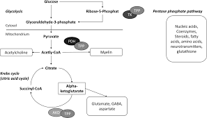B Vitamins In The Nervous System Current Knowledge Of The Biochemical Modes Of Action And Synergies Of Thiamine Pyridoxine And Cobalamin Calderon Ospina 2020 Cns Neuroscience Amp Therapeutics Wiley Online Library