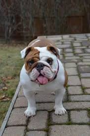 Surveillance video shows two men accused of snatching a chocolate english bulldog from a houston home. 20 Best Miniature English Bulldog Ideas English Bulldog Miniature English Bulldog Bulldog
