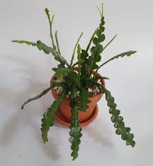 Toxicity to pets & children. Fishbone Cactus Aka Zig Zag Cactus House Plant Little Green
