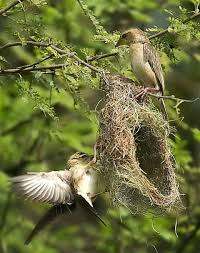 Birds With Their Nest Images Birds Building Their Nest