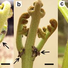 Image result for Menisorus pauciflorus