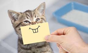 kogda u kotyat menyayutsya zuby shema formirovaniya prikusa vozmozhnye oslozhneniya