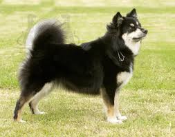 Finnish Lapphund Photo Finnish Lapphund Dog Breeds Long Haired Dog Breeds Dog Breeds Reindeer Dog