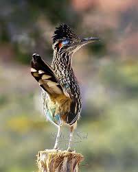 Birds Chirping In The Morning Meme Dove Bird Bird Spikes Amazon Birds Chirping In The Morning Bird Food Pet Birds Bird Photography Colorful Birds