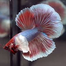 Pin By Chris Huapaya On Beautiful Betta Fish Betta Fish Betta Beautiful Fish