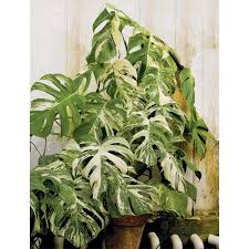 Variegated Mexican Breadfruit Monstera Deliciosa Variegata Monstera Deliciosa Cool Plants Monstera