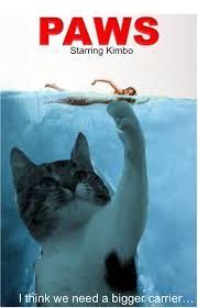 We Re Gonna Need A Bigger Litter Box With Images Animal Welfare League Cat Memes Kittens